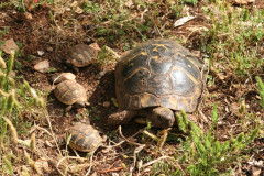 Schildkröten (11)