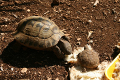 Schildkröten (8)