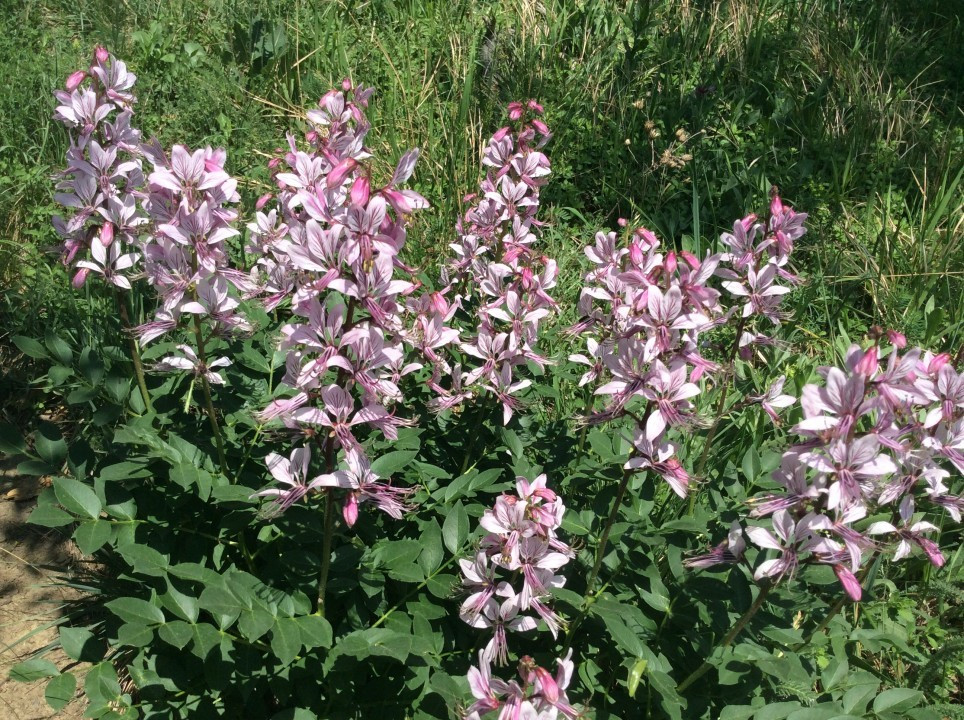 Eichkogel < Dictamnus albus