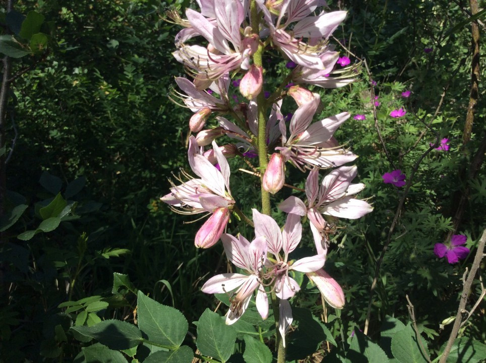 Eichkogel < Dictamnus albus