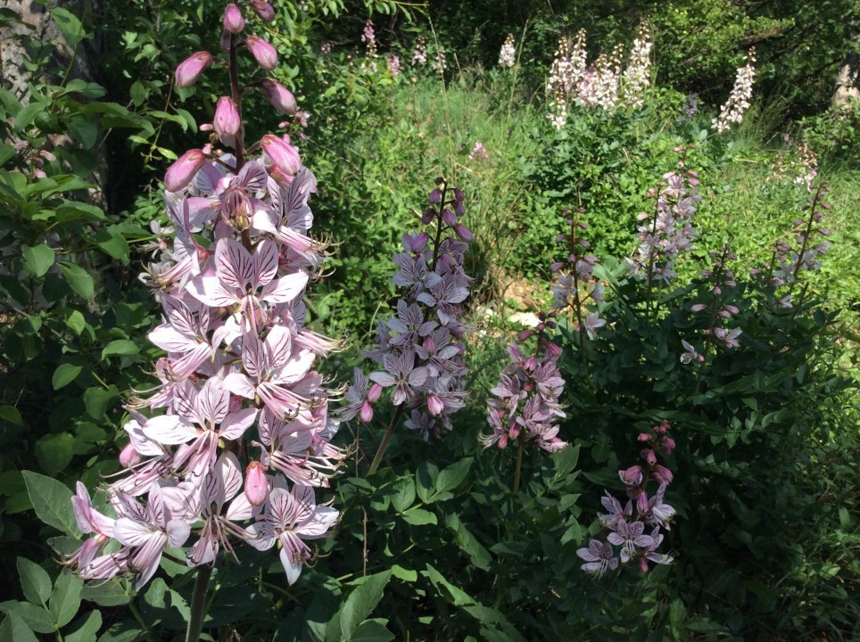 Eichkogel < Dictamnus albus