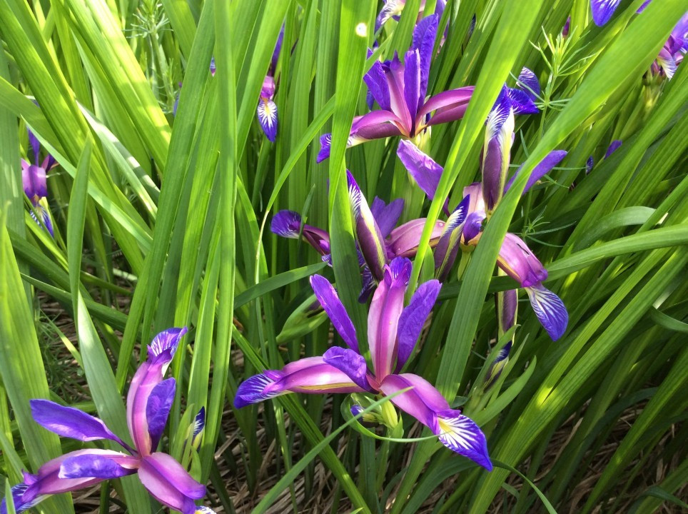 Eichkogel < Iris graminea