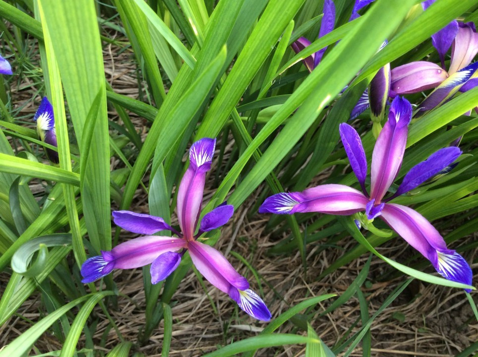 Eichkogel < Iris graminea