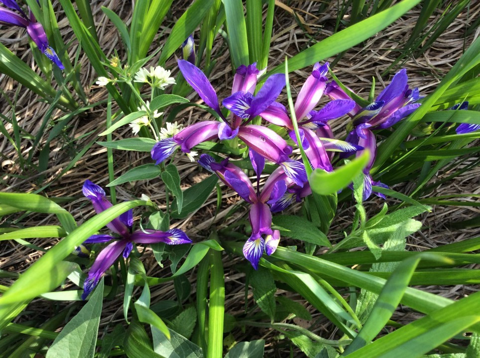 Eichkogel < Iris graminea