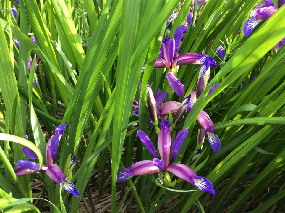 Eichkogel < Iris graminea