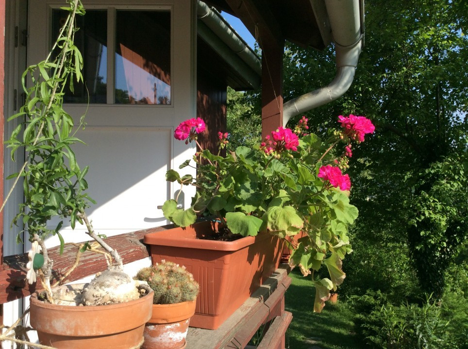 Blick in meinen Garten