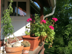 Blick in meinen Garten
