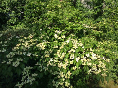 Blick in meinen Garten