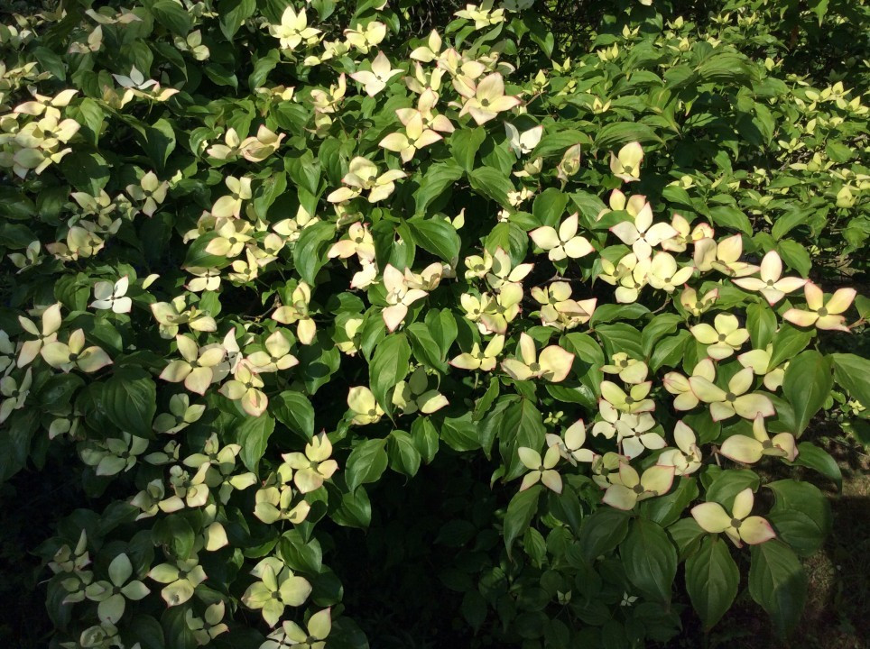 Blick in meinen Garten