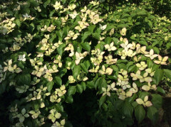 Blick in meinen Garten