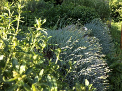 Blick in meinen Garten