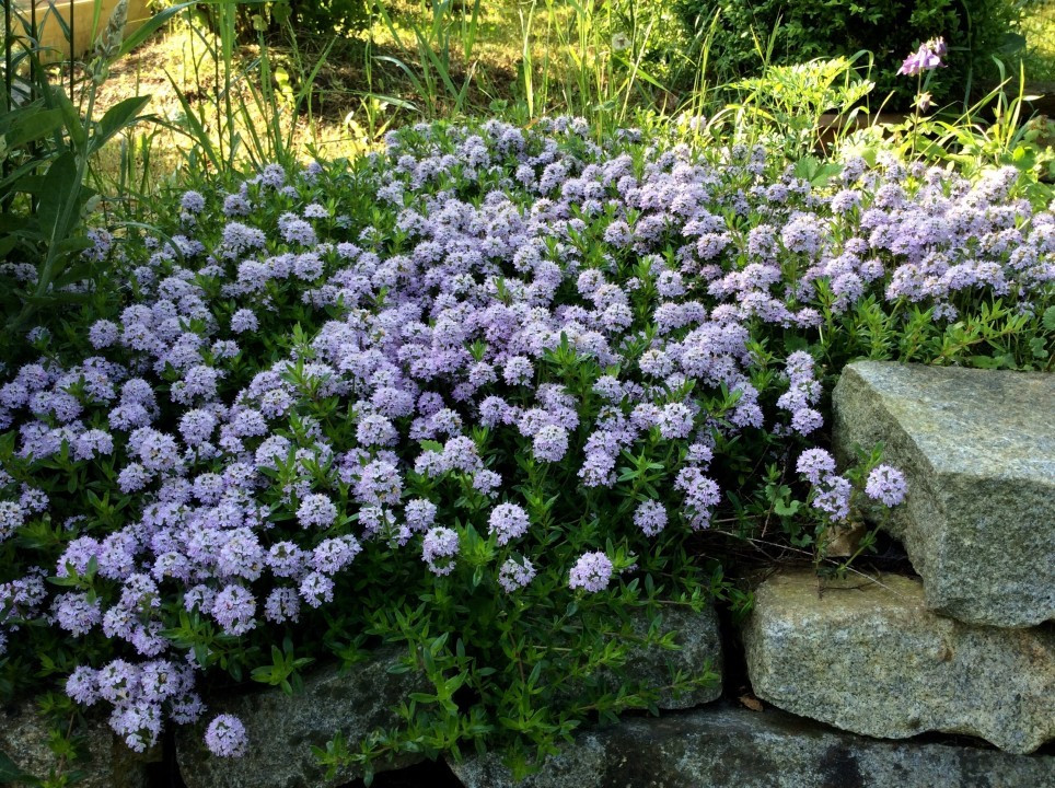 Blick in meinen Garten