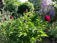 Blick in meinen Garten