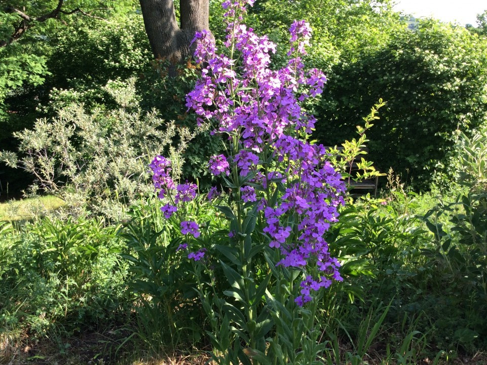 Blick in meinen Garten