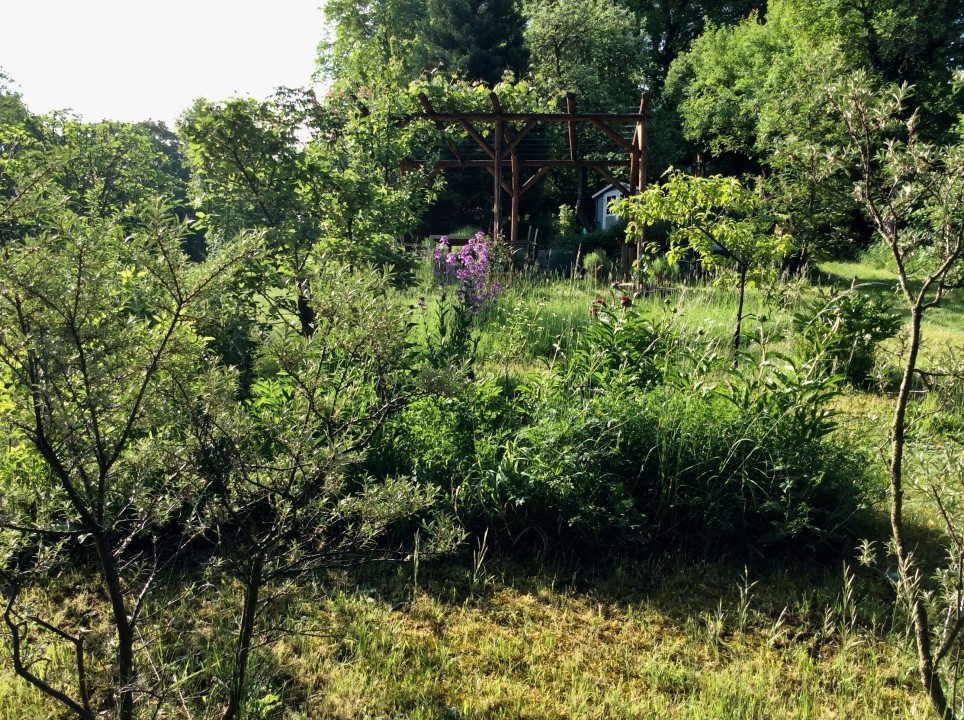 Blick in meinen Garten