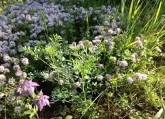 Blick in meinen Garten