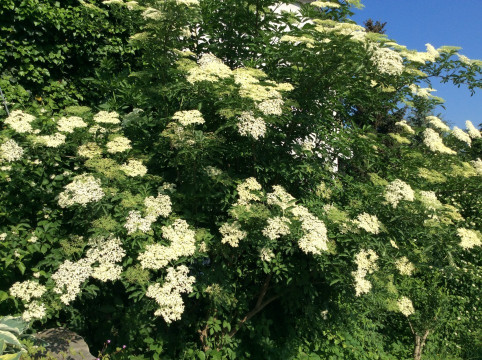 Gebackene Hollerblüten