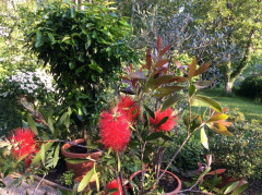 Mein Garten