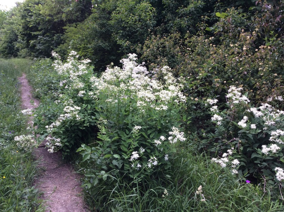 Eichkogel