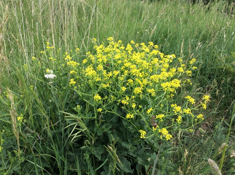 Eichkogel