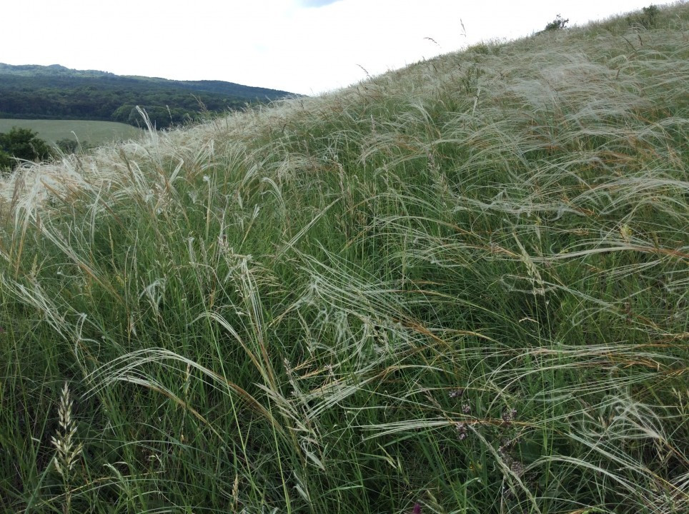 Eichkogel