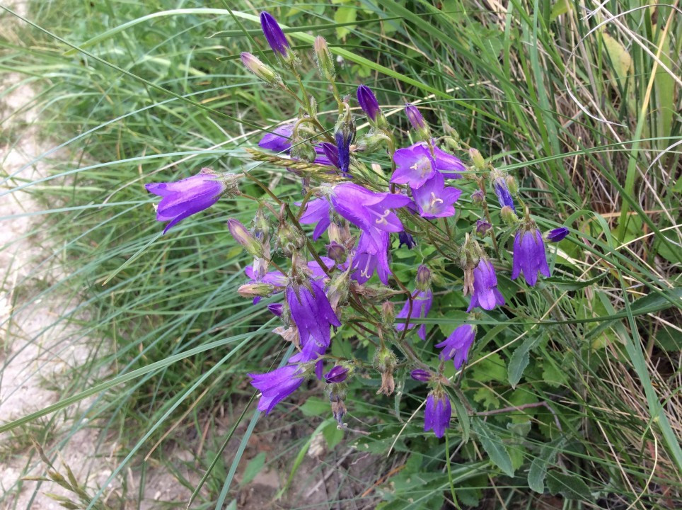 Eichkogel
