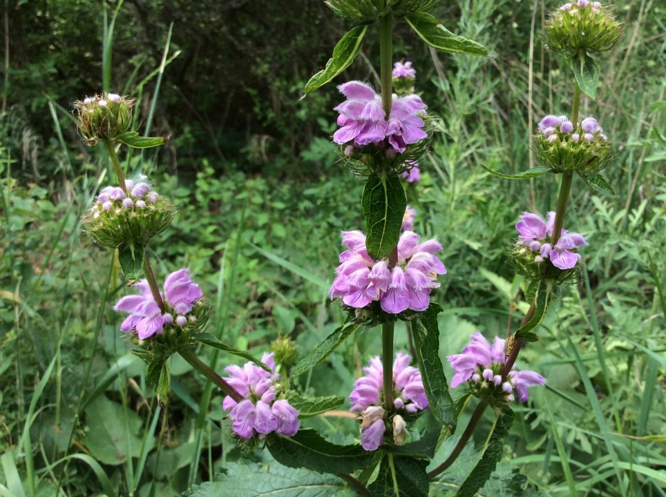 Eichkogel
