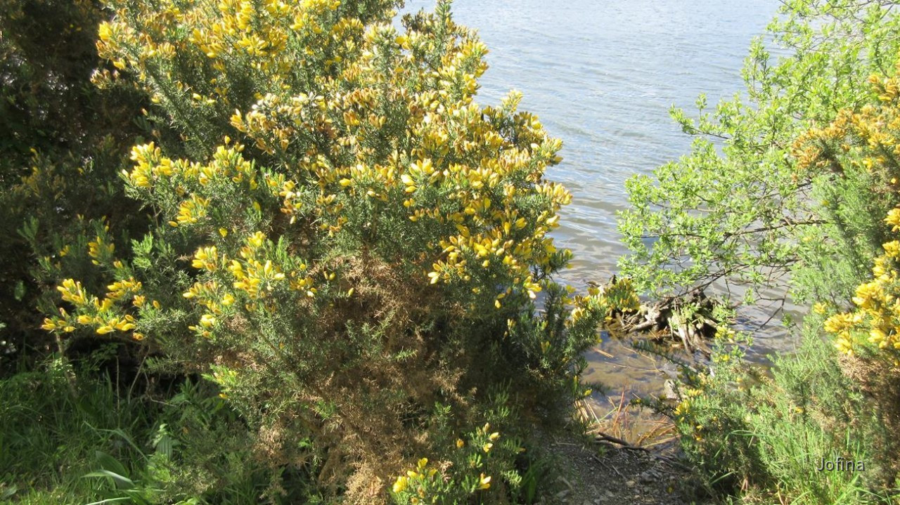 Falmouth_43