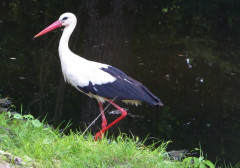 Storch