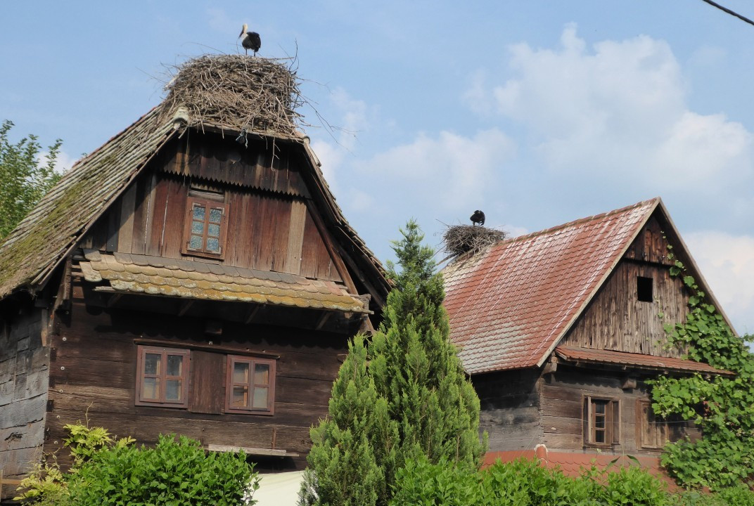 Cigoc