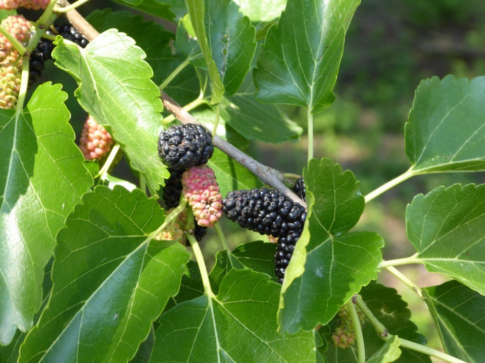 Maulbeeren