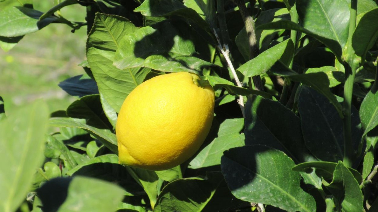 Fluß_Algar_24