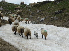 Am Sedlopass Anfang Juni 2018