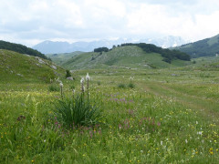 Blumenwisen Sedlopass