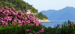 Mljet