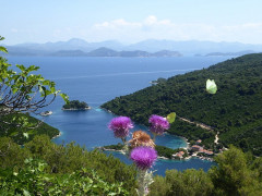 Mljet