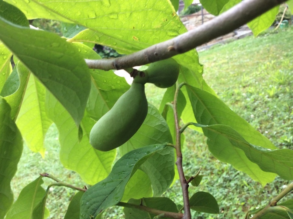 Asimina triloba