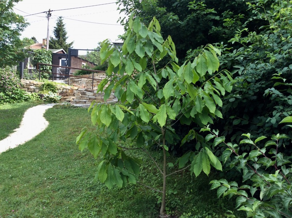 Asimina triloba