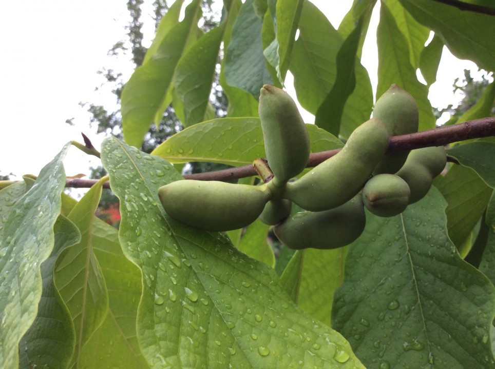Asimina triloba