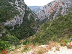 Cikola (2)