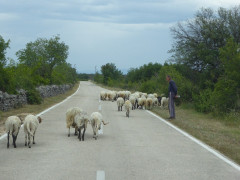 Krka Fauna (3)