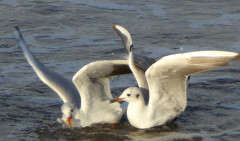 Oktober 2016 Möwenballett in der Ostsee