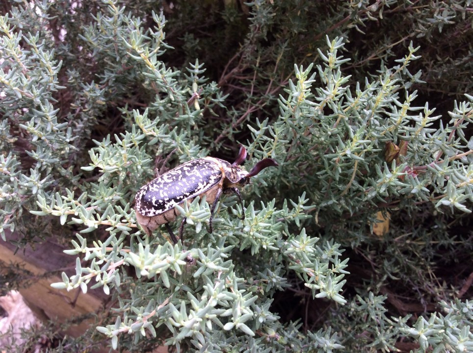 Polyphylla fullo