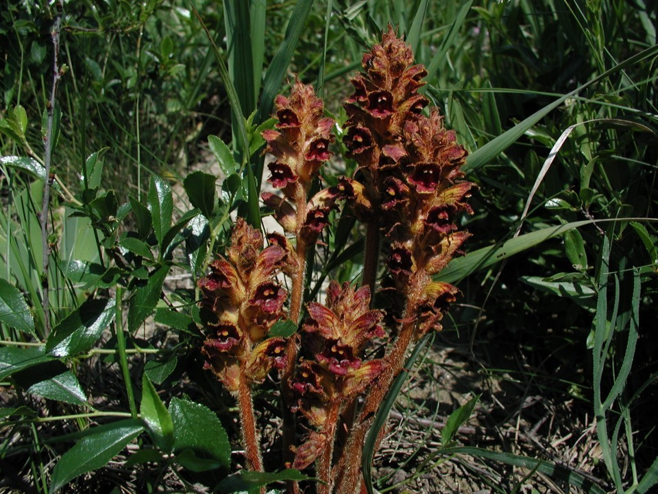 Eichkogel Sommerwurzen