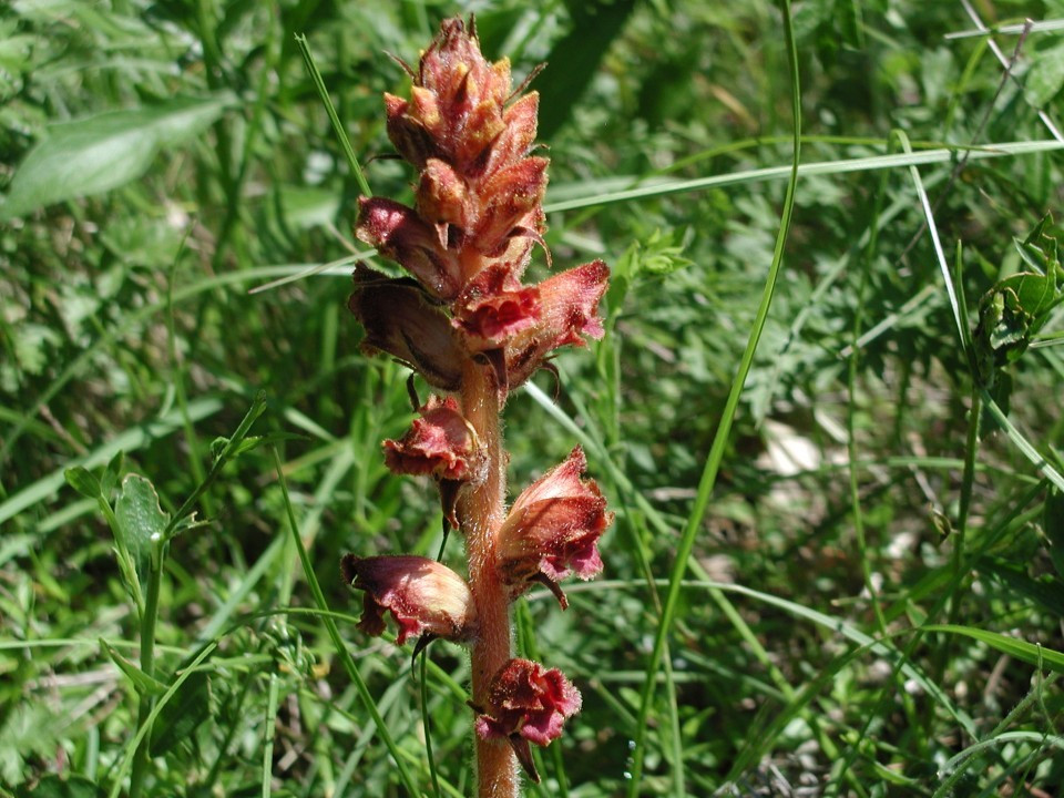 Eichkogel Sommerwurzen