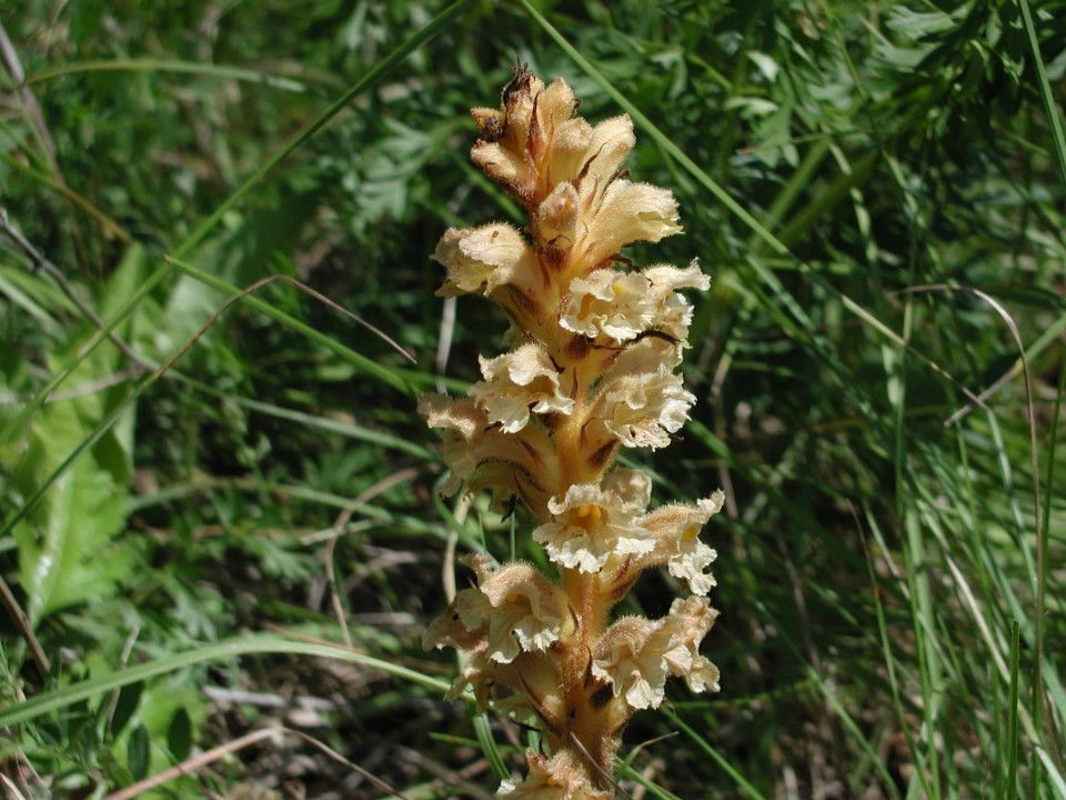 Eichkogel Sommerwurzen