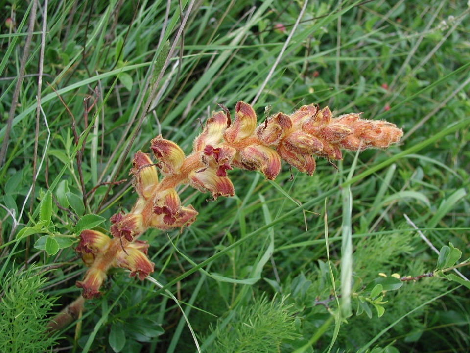Eichkogel Sommerwurzen