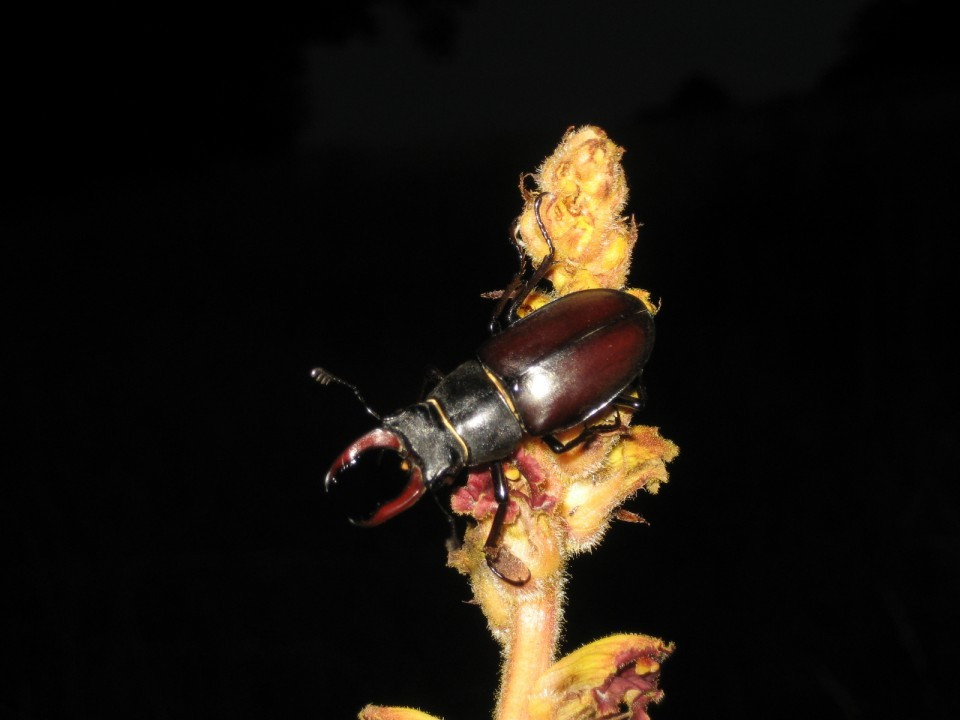Eichkogel Sommerwurzen