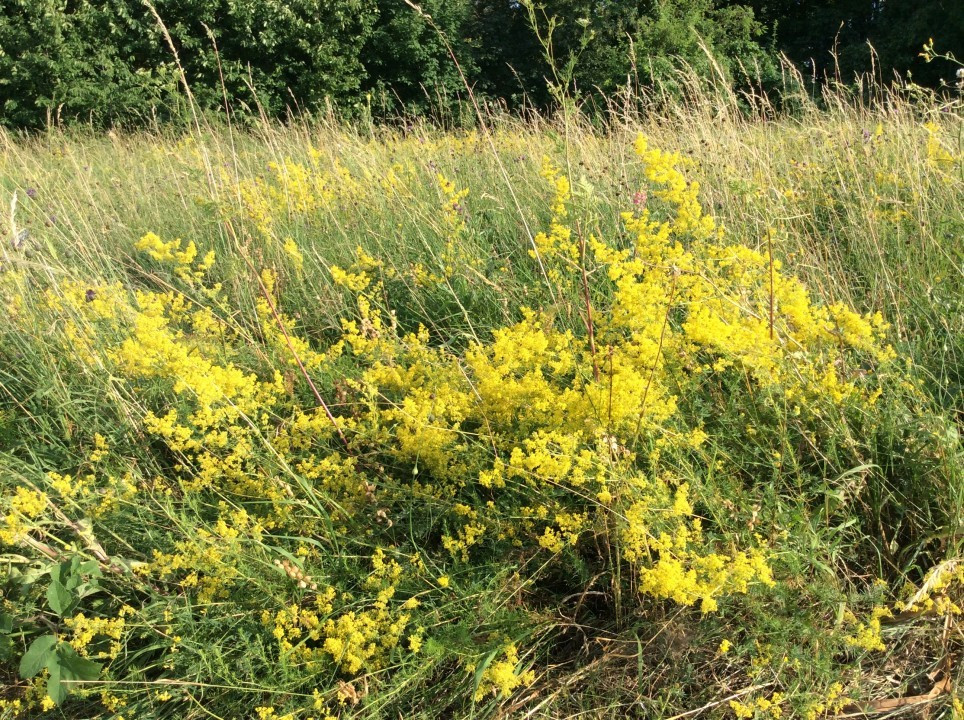 Eichkogel Sommerwurzen