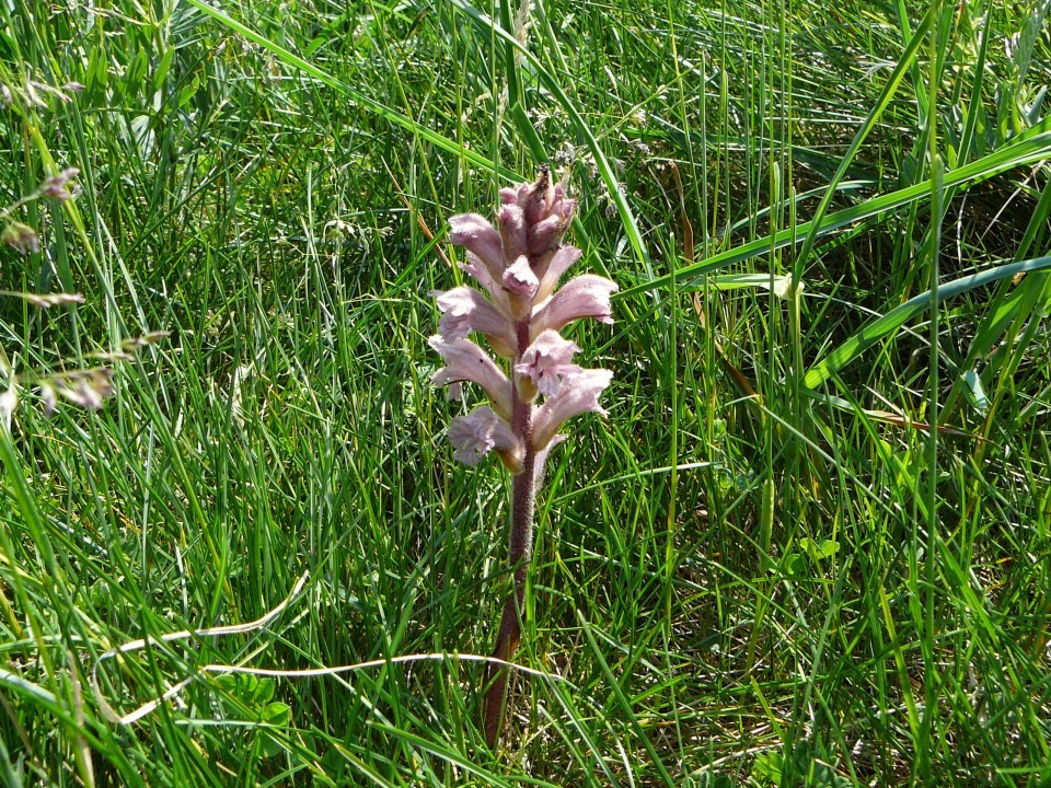 Eichkogel Sommerwurzen